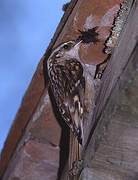 Short-toed Treecreeper