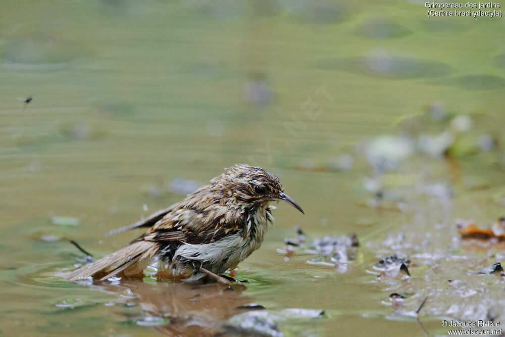 Short-toed Treecreeperadult breeding, identification, swimming