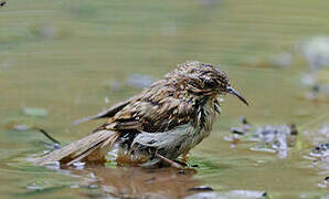 Short-toed Treecreeper