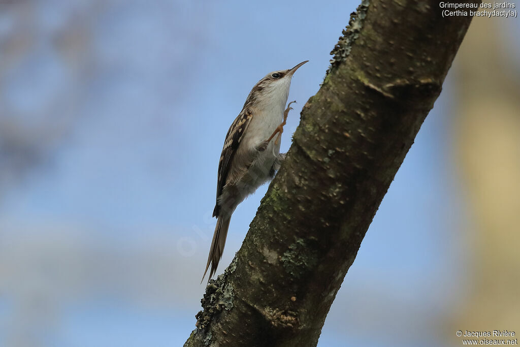 Short-toed Treecreeperadult, identification