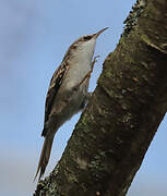 Short-toed Treecreeper