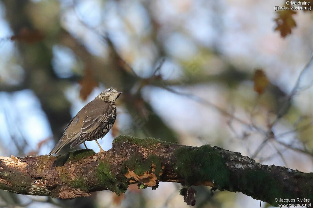 Grive draineadulte, identification