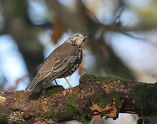 Mistle Thrush