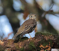 Mistle Thrush