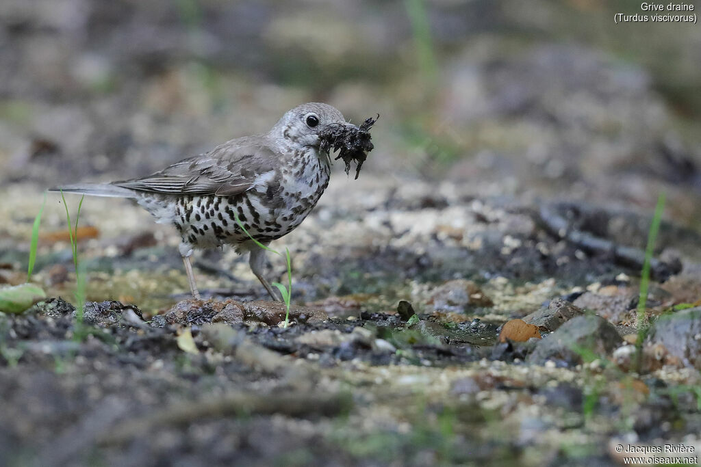 Mistle Thrushadult, identification, Reproduction-nesting