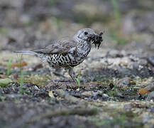 Mistle Thrush