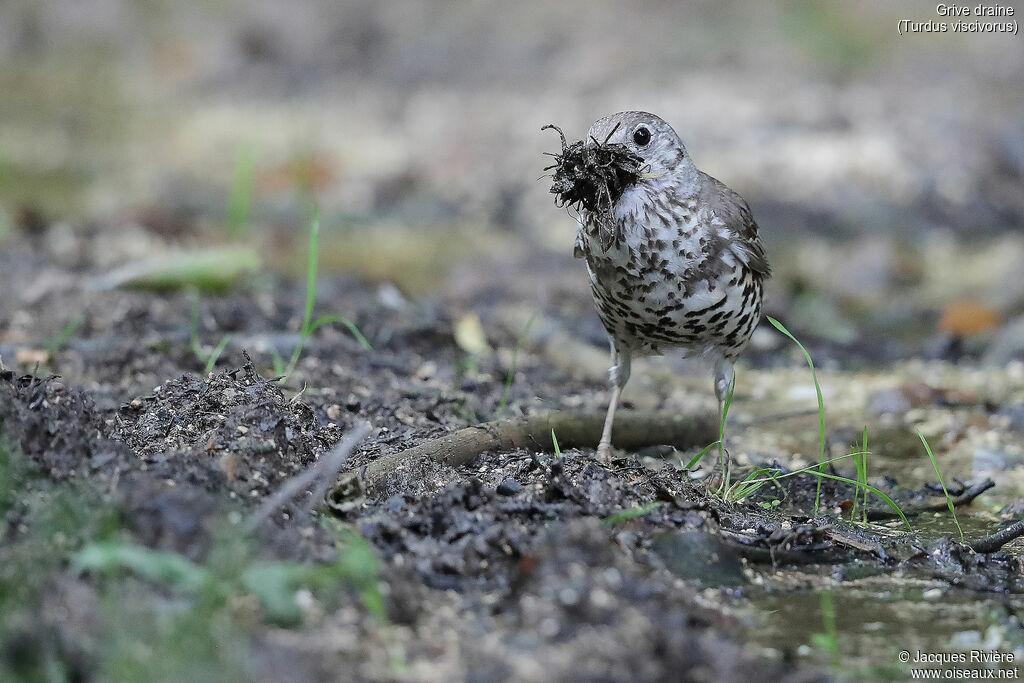 Mistle Thrushadult breeding, identification, Reproduction-nesting