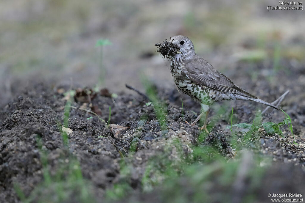 Grive draineadulte nuptial, identification, Nidification