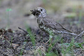 Mistle Thrush