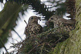 Mistle Thrush