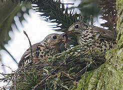 Mistle Thrush