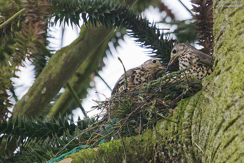 Mistle Thrush adult breeding, Reproduction-nesting