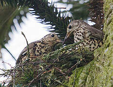 Mistle Thrush