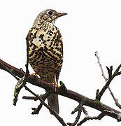 Mistle Thrush