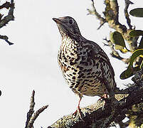 Mistle Thrush