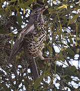 Mistle Thrush