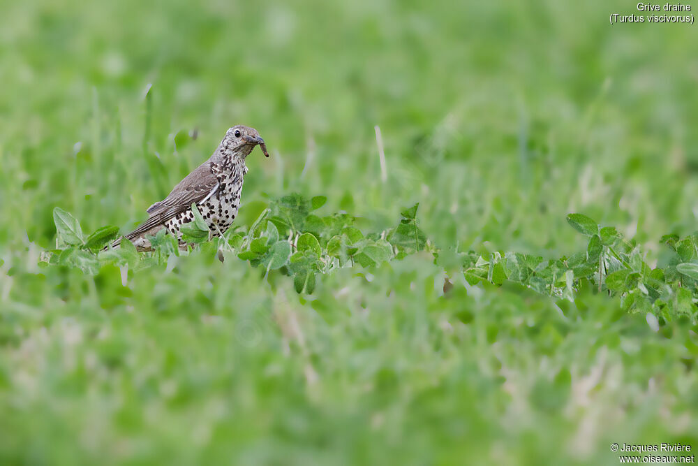 Mistle Thrushadult breeding, identification, Reproduction-nesting