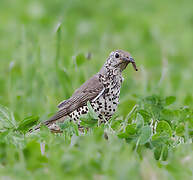 Mistle Thrush