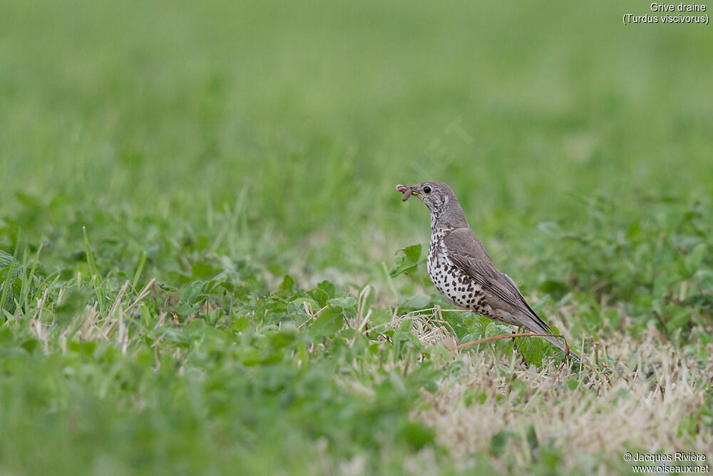 Grive draineadulte nuptial, identification, Nidification