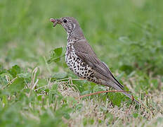 Mistle Thrush