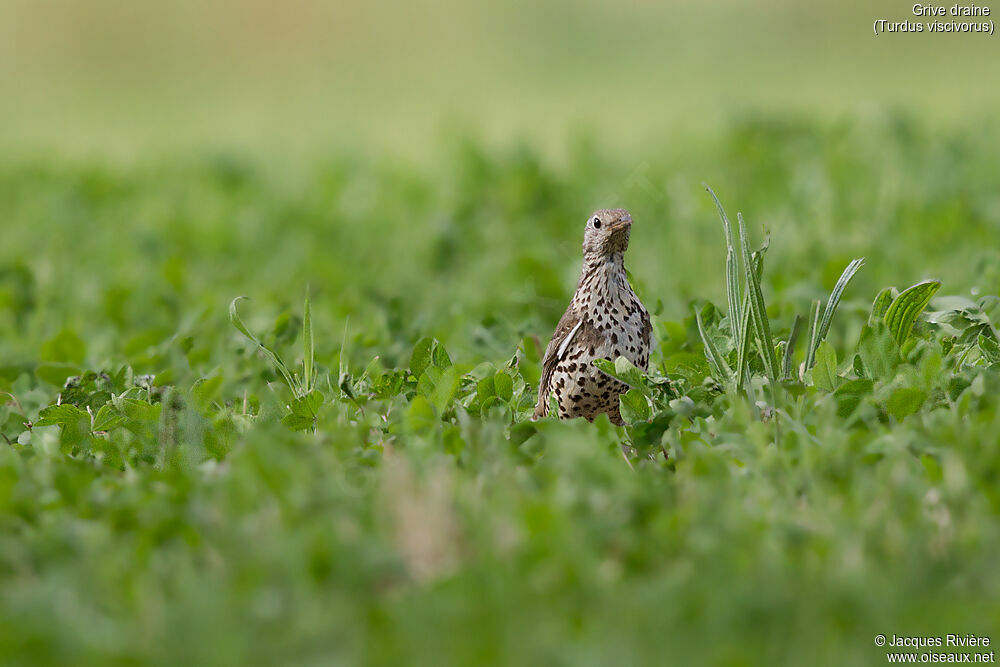 Grive draineadulte nuptial, identification, Nidification