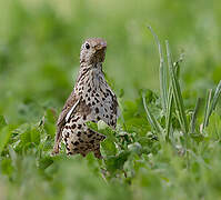 Mistle Thrush