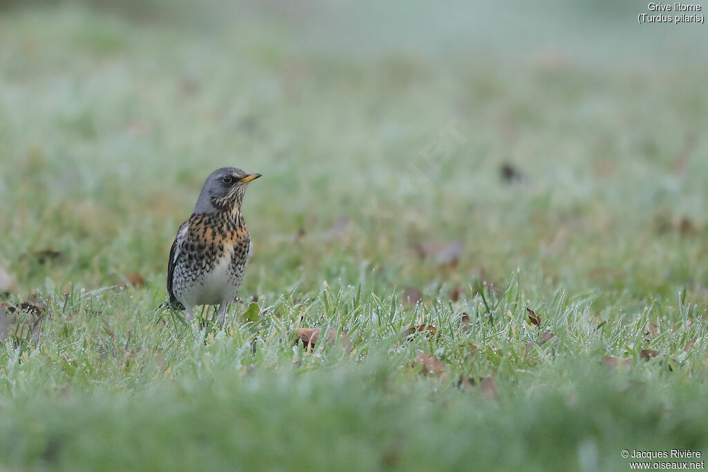 Fieldfareadult, identification