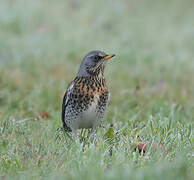 Fieldfare