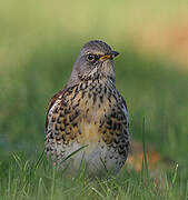 Fieldfare