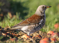 Fieldfare