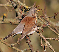 Fieldfare