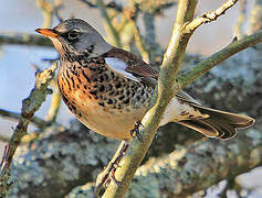 Fieldfare