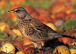 Fieldfare