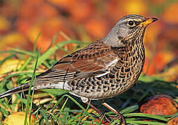 Fieldfare