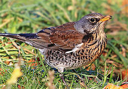 Fieldfare