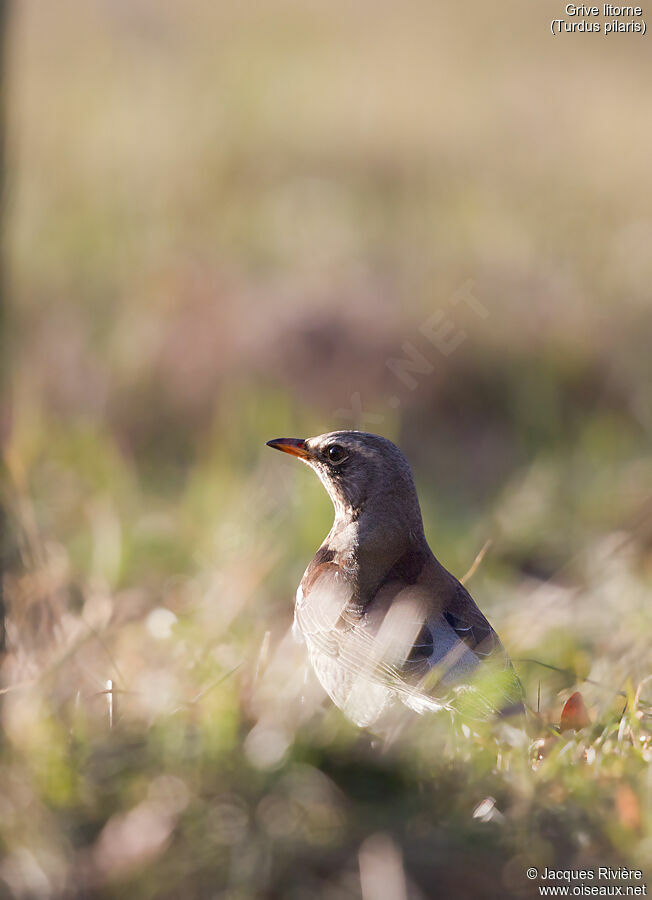 Fieldfareadult breeding, identification