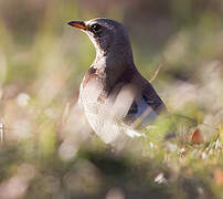 Fieldfare