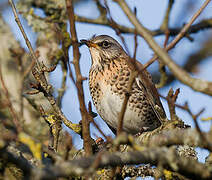 Fieldfare