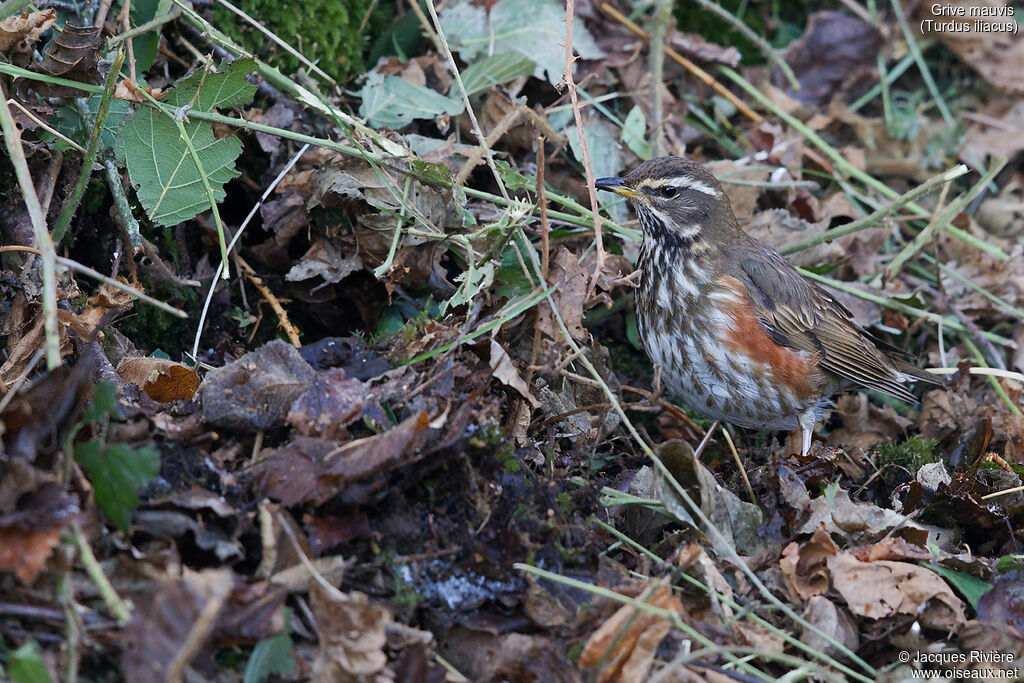 Redwingadult breeding, identification