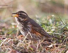 Redwing