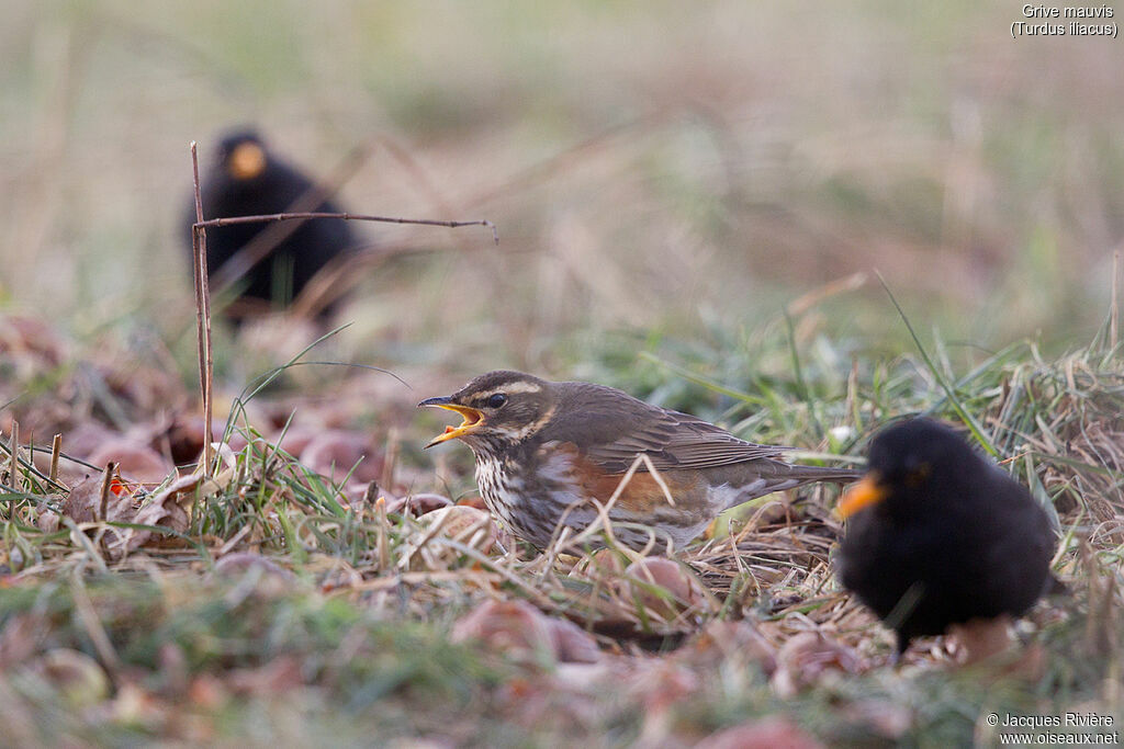 Redwingadult breeding, eats