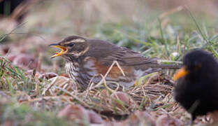 Redwing