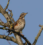 Redwing