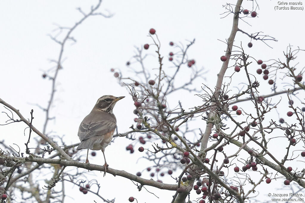 Redwingadult post breeding