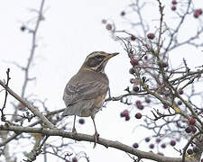 Redwing