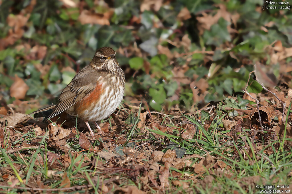 Redwingadult breeding, identification