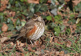 Redwing