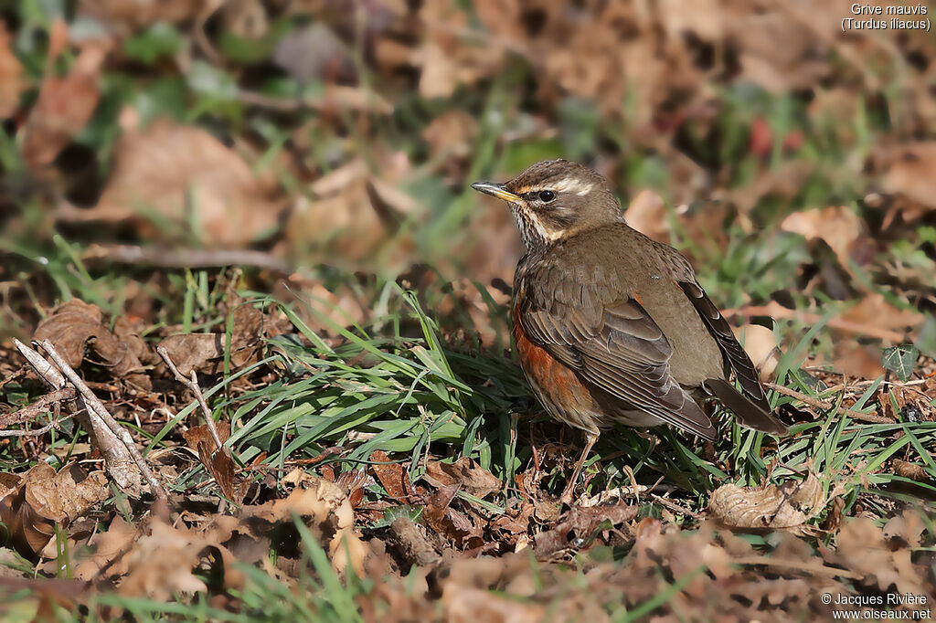 Redwingadult breeding, identification