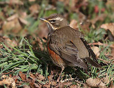 Redwing