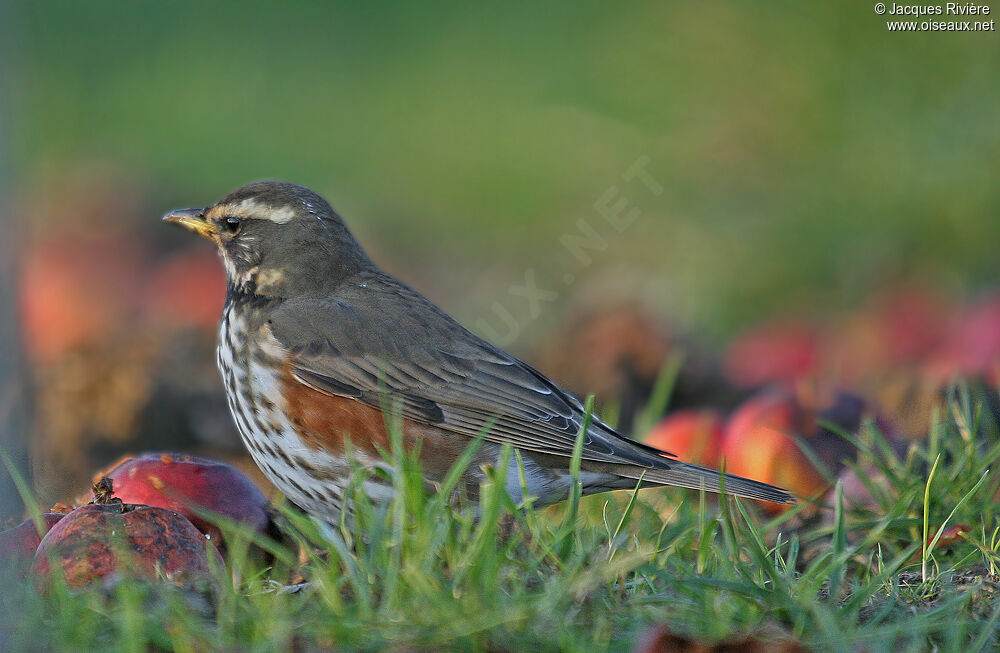 Redwingadult post breeding